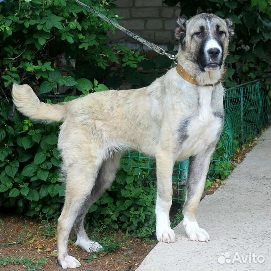 Среднеазиатская овчарка алабай