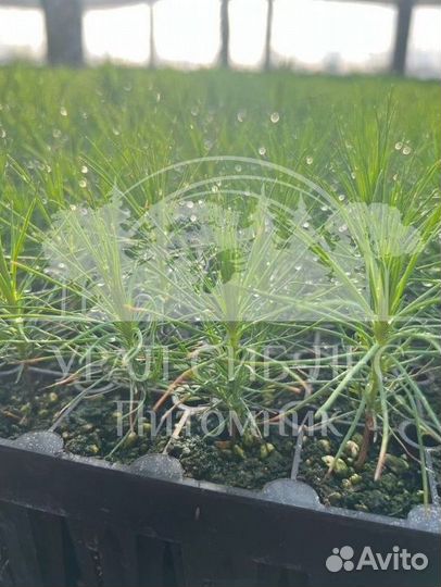 Зкс и окс Сосна Ель Лиственница сеянцы Голуб горн