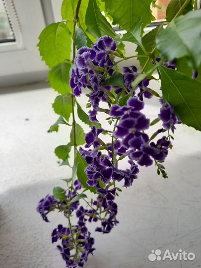 Комнатные растения