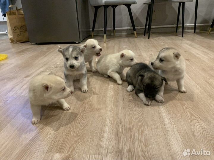 Щенки сибирской хаски