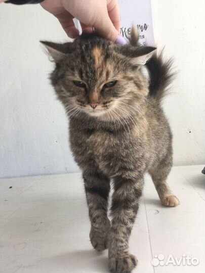 Кошечка в добрый руки