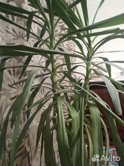 Юкка слоновая