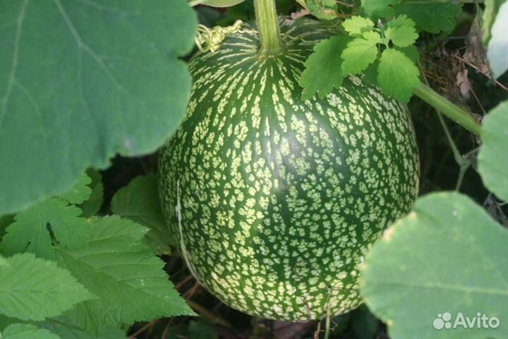 Тыква фацефалия