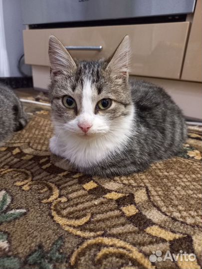 Кошка в дар бесплатно
