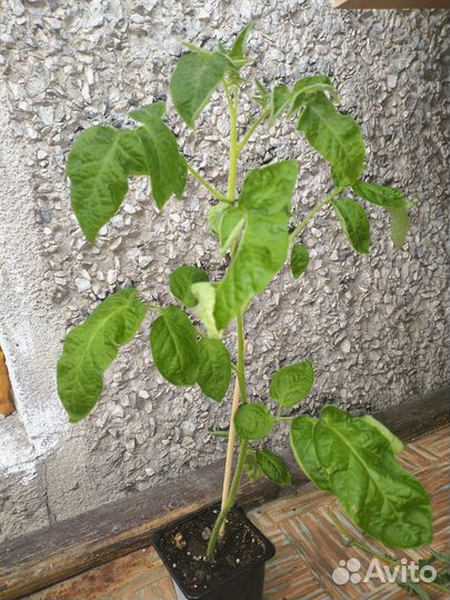 Рассада томата гибрид Поцелуй, Любаша