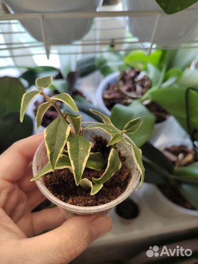 Хойя белла альбомаргината, мультифлора