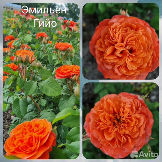 Продается роза