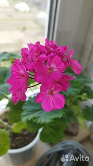 Пеларгония герань