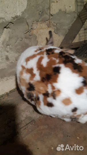 Кролик самец Рекс