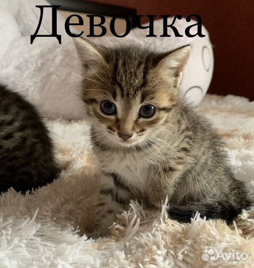 Кошка домашняя