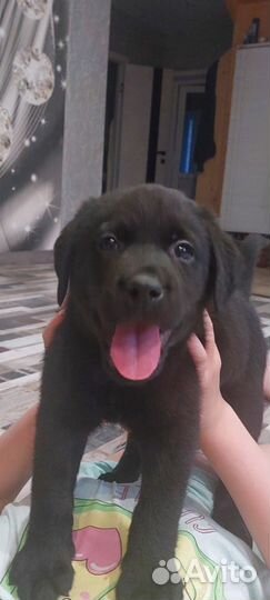 Щенки лабрадора