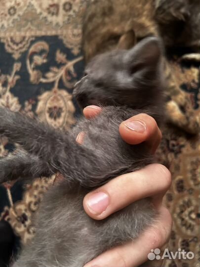 Котята