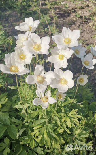 Анемона белая