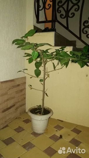 Китайская роза