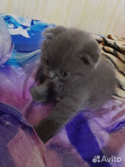 Шотландские котята