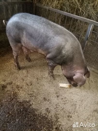 Свиньи дюрок