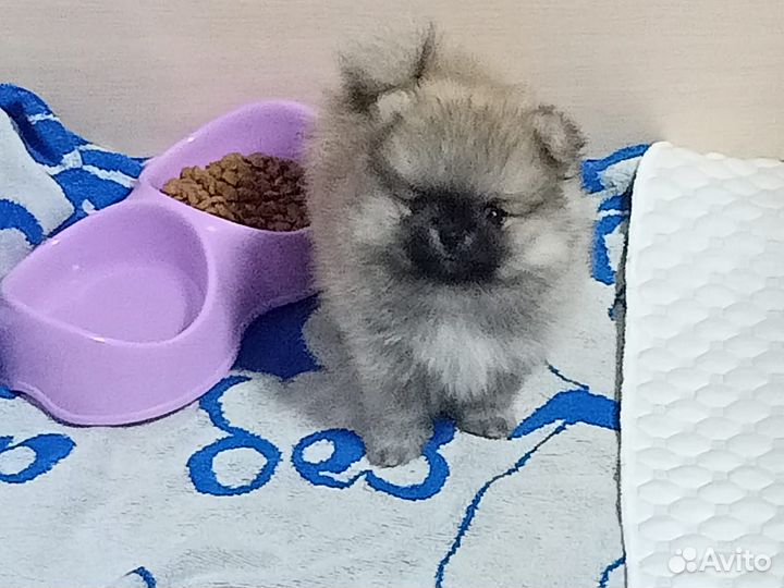 Щенки шпица мини мишка