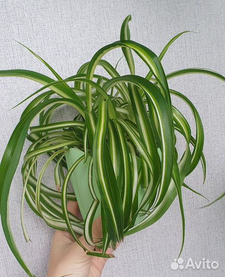 Хлорофитум Бонни