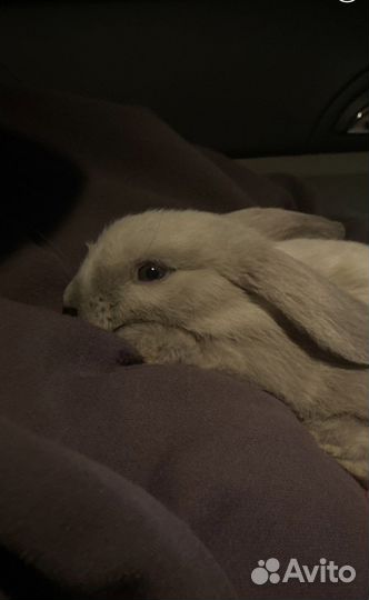Декоративный кролик вислоухий