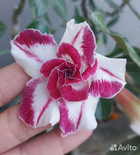 Адениум сортовый