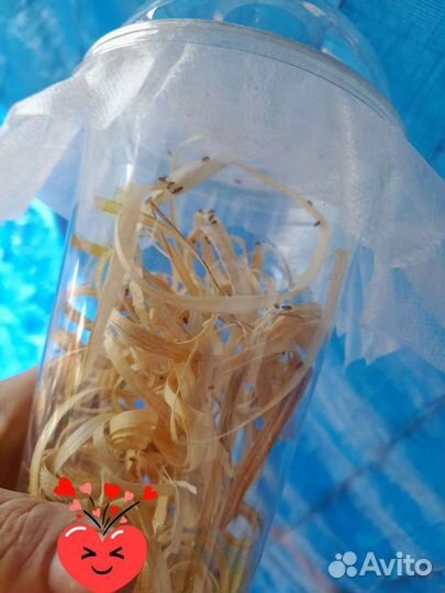 Мушка дрозофила