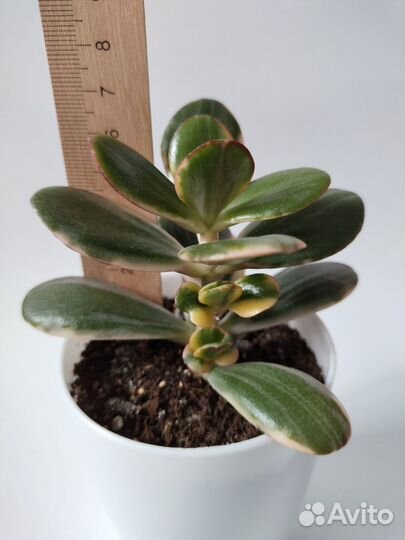 Crassula 