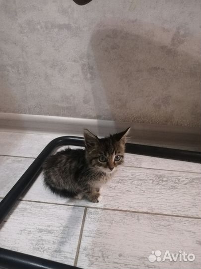 Котята в добрые руки бесплатно девочка