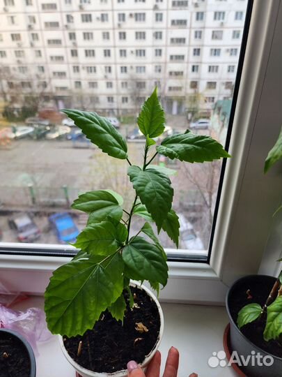 Гибискус (китайская роза)