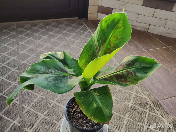 Банан Киевский карлик