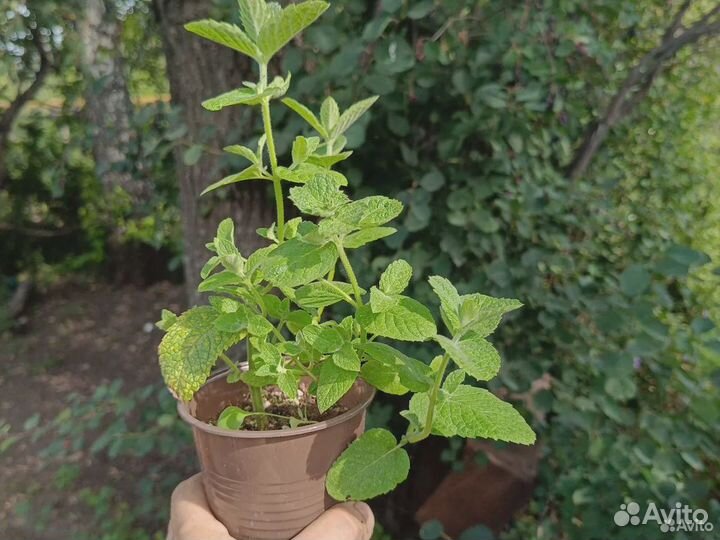 Мята коллекционных сортов