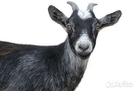 Коза первокотка