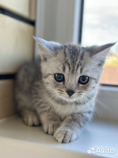 Британские котята