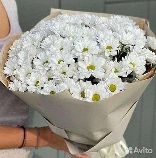 Хризантема Цветы Доставка