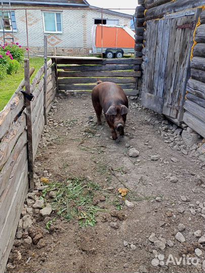 Услуги хряка