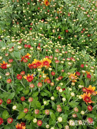 Хризантема мультифлора