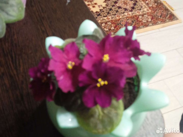 Фиалка в горшках