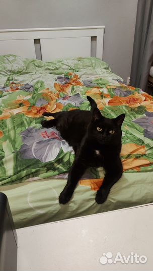 Котоняня, кэтситтер, няня для вашего котика