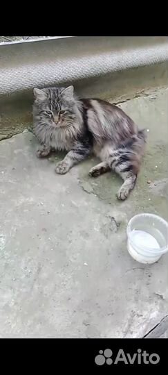 Пристраивается в добрые руки