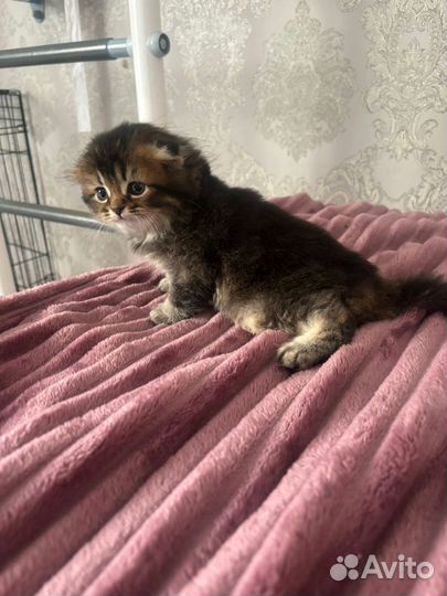 Котятки