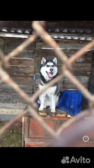 Хаски бесплатно