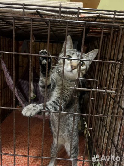 Серый котенок