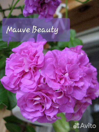 Пеларгония герань