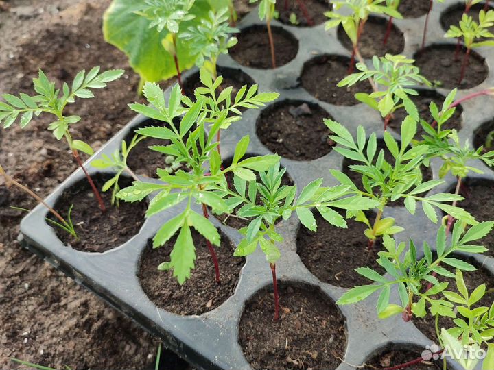 Рассада цветов бархатцы