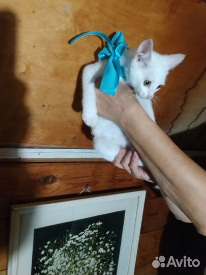 Котенок в добрые руки