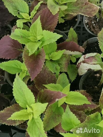 Колеусы вегетативные