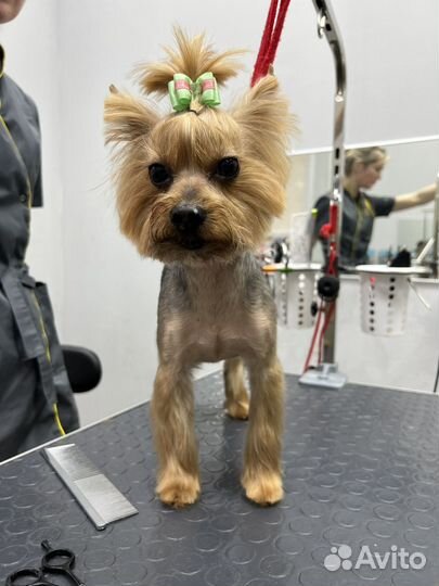 Стрижка собак и кошек