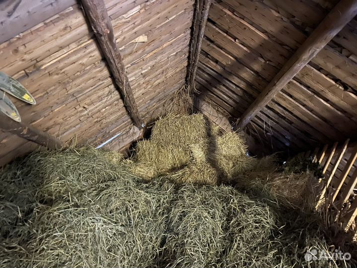 Продам сено