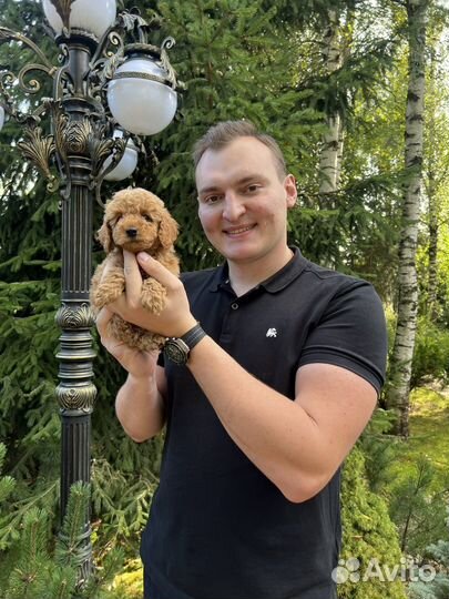 Той пудель мальчик