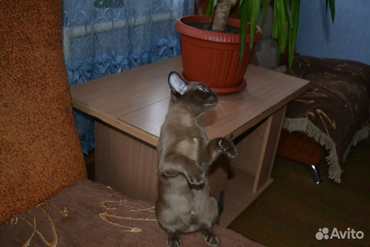 Бурманские собольки