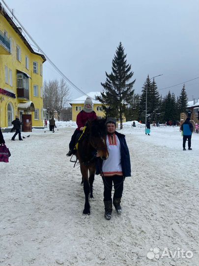 Полутяж жеребец